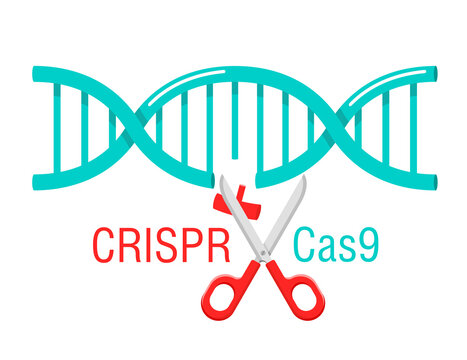 CRISPR Cas9 - gene editing system - DNA spiral cutting by scissors - vector isolated cartoon concept 