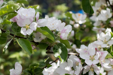 Branches of a blossoming apple tree in spring time. Close-up.
