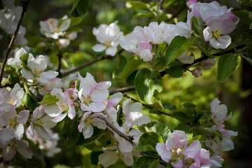 Branches of a blossoming apple tree in spring time. Close-up. Soft focus.