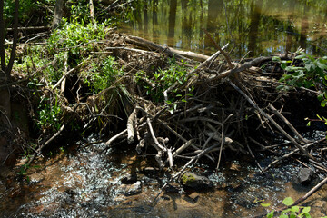 Beaver dam on a stream