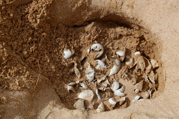 Sea turtle eggs in nest at beach. Hatching of endangered specie protected. Hatchling, baby newborn...