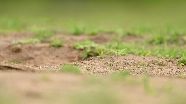 Cute wild rabbit in the natural environment, wildlife, close up, detail, Czech Republic, Europe, European rabbit, Oryctolagus cuniculus