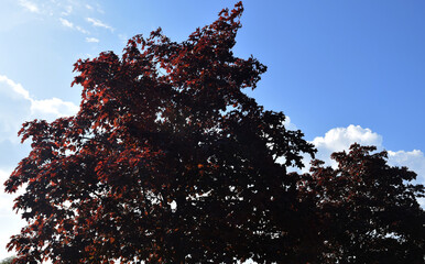 maple drive cr2020 darrell j banks