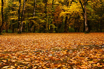Autumn and fall forest landscape in Georgia.Autumn color leaves and trees.