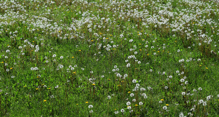weeds of the field cr2020darrelljbanks