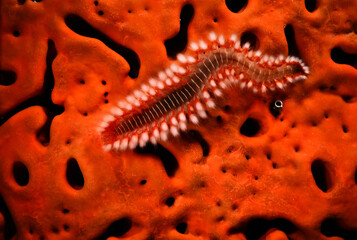 Bristleworm on a sponge