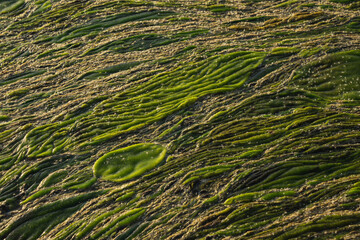 Green swampy abstract texture. View of algae and swamp close up.