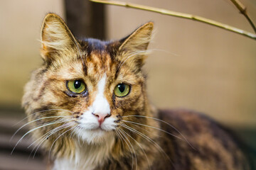 Portrait of a sad cat with an injured eye