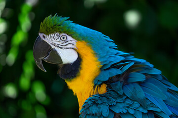 blue and yellow macaw