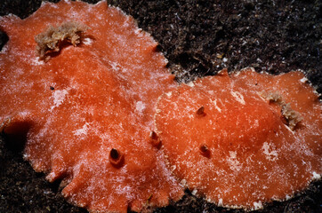 Dorid nudibranchs, Bonaire NA