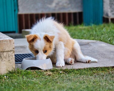 Red Australian Border Collie Puppy Drinks From a Bowl in the Garden of Czech Republic. Ee Red Puppy Sits While Drinking Water.