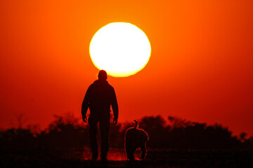 Walking in the meadow on beautiful sunny day. Man and dog silhouette