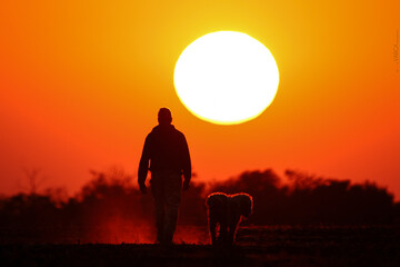 Fototapeta na wymiar Walking in the meadow on beautiful sunny day. Man and dog silhouette