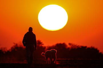 Walking in the meadow on beautiful sunny day. Man and dog silhouette