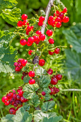 Red currant branch with ripe berries, close-up