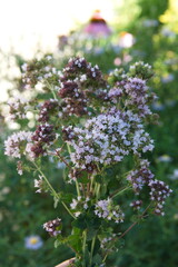 Obraz premium Bouquet of Origanum vulgare, Oregano, sweet marjoram, wild marjoram