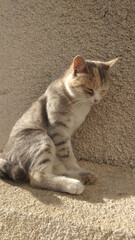 cat sleeping on the wall