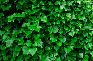 green background with leaves of ivy.