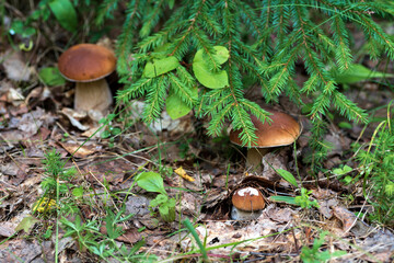 The edible, porcini mushrooms in spruce forest, close-up, selective focus. The natural background. © Zadvornov