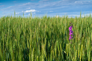 Obraz premium green wheat field on blue sky background