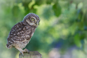 A juvenile Little Owl sitting on a pole