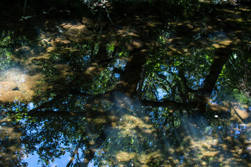 Bosque Refletido no Rio
