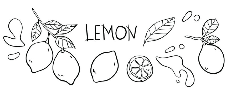 Lemon vector doodle elements and lettering set. The inscription "lemon", the hand drawn outline of whole fruit, lemons on a branch, cut lemon, lemon leaves, splashes of juice. Black line art on white.