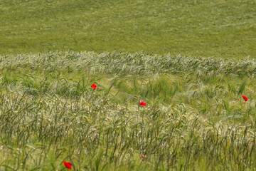 Green Wheat and Poppies