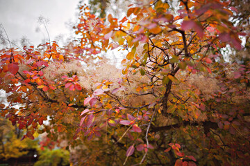 Autumn yellow and red foliage on trees. Coggygria