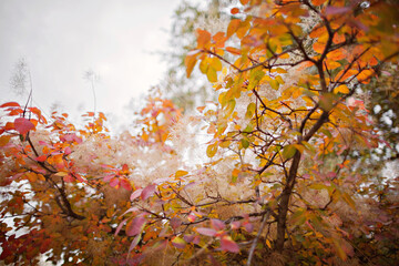 Autumn yellow and red foliage on trees. Coggygria