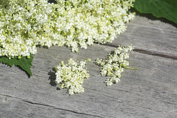 Elderberry flowers on a wooden background. Blossoms, elder flowers. Macro. Selective focus.