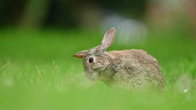 Cute wild rabbit in the natural environment, wildlife, close up, detail, Czech Republic, Europe, European rabbit, Oryctolagus cuniculus