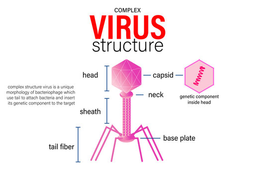 Scientific diagram show complex virus structure