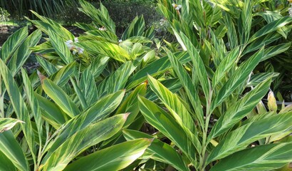 Obraz premium Alpinia zerumbet plant in Florida zoologilcal garden 