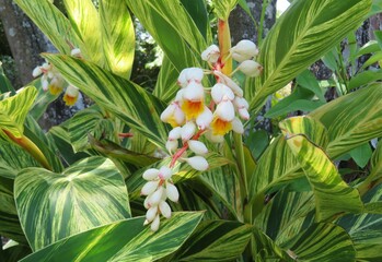 Flowering alpinia zerumbet plant in Florida zoological garden, closeup