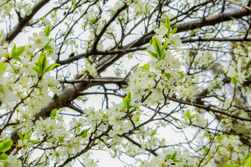 Blooming Cherry in spring. Spring nature.