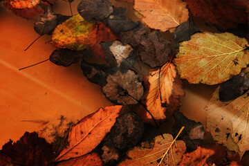 Autumn and fall leaves, colorful nature close-up. Orange, red and yellow colors in nature background.
