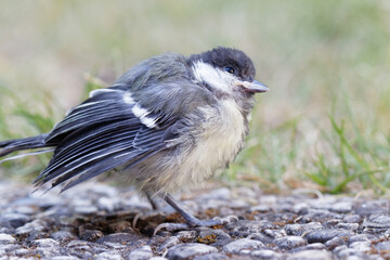mésange