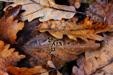 Autumn and fall leaves, colorful nature close-up. Orange, red and yellow colors in nature background.