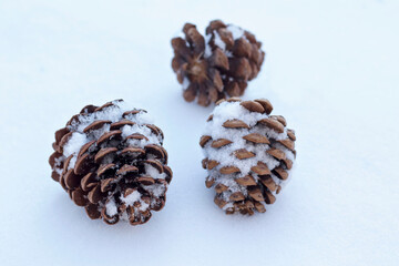 pine cones Laying in the snow