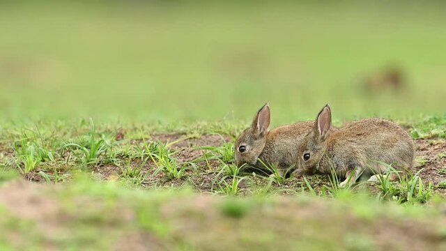 Cute wild rabbit in the natural environment, wildlife, close up, detail, Czech Republic, Europe, European rabbit, Oryctolagus cuniculus