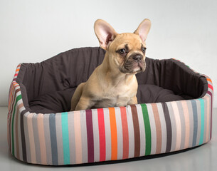 Portrait of a french bulldog puppy on a white background.