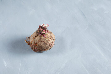 Trendy ugly food vegetables. Organic sugar beet root on grey background