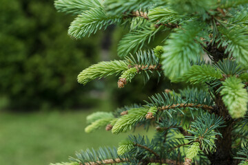 young green needle of conferous fir tree. Spring time, early nature renewal. Copy space for text.