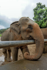 Fototapety  Słoń z profilu w Tajlandii. Trąba. 