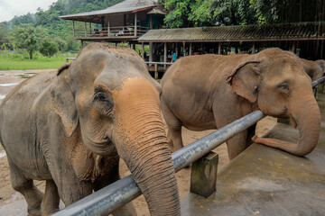 Słonie prezentują się turystom w Tajlandii