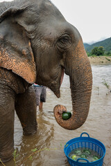 Słoń z profilu jedzący owoce nad rzeką w Tajlandii - obrazy, fototapety, plakaty