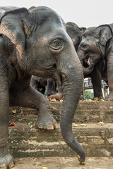 Słonie widziane z profilu - obrazy, fototapety, plakaty