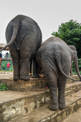 Słonie stojące tyłem i machające ogonami