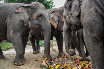 Słonie jedzące owoce w Tajlandii - obrazy, fototapety, plakaty